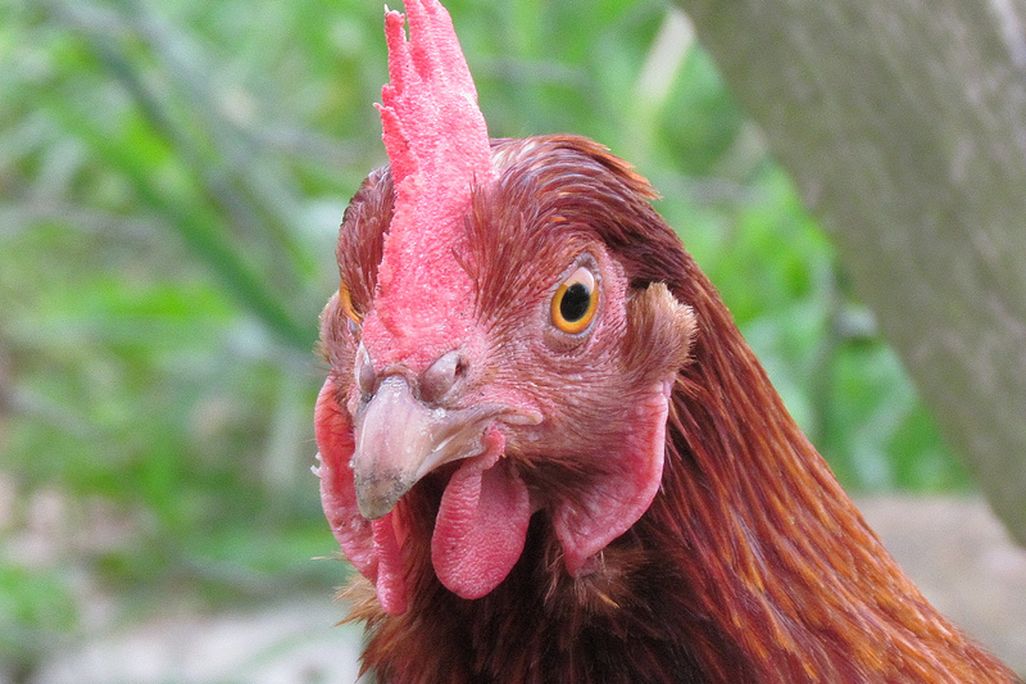 chicken
