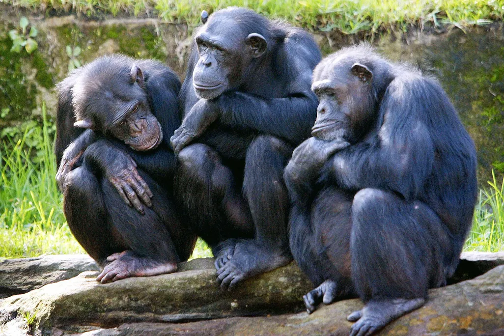 Three chimps sit on rocks together