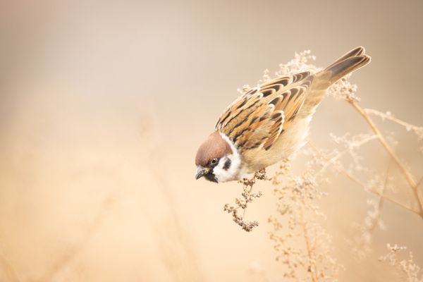 The ornament of the field thumbnail