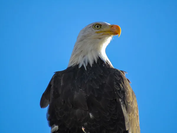 Bald Eagle Portrait thumbnail