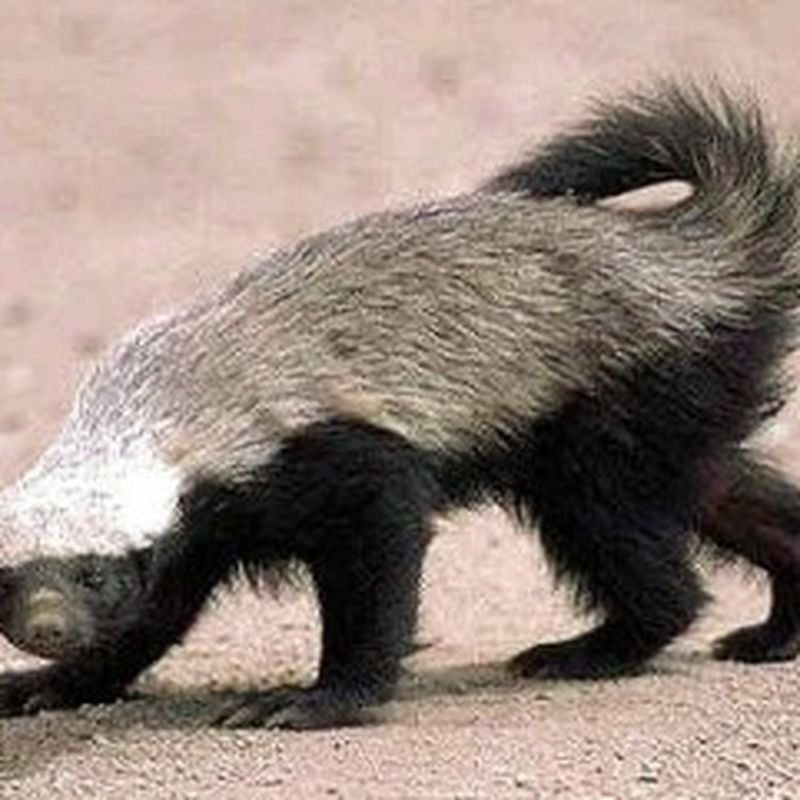 Honey Badgers Are Real, Science