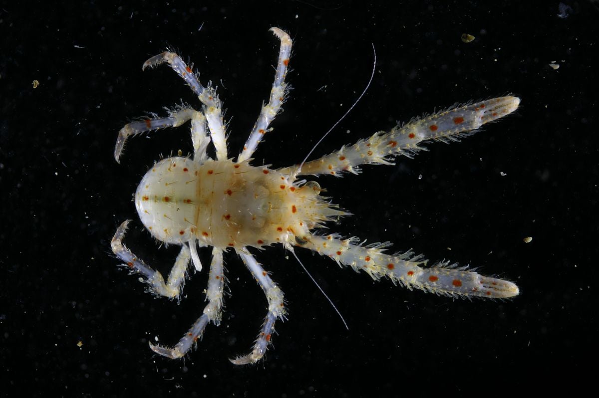 From a Guitar Shark to an Octocoral, Scientists Discover More Than 800 Marine Species