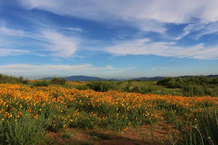 Among all those poppies is something less beautiful—noxious, invasive weeds. 
