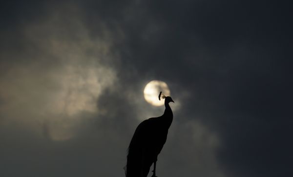 A peacock under the building of clouds thumbnail