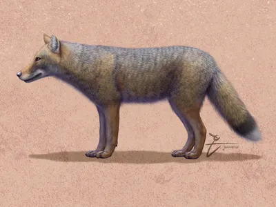 The nearly complete skeleton has been identified as a member of an extinct fox species, Dusicyon avus, which once roamed Patagonia&rsquo;s grasslands.