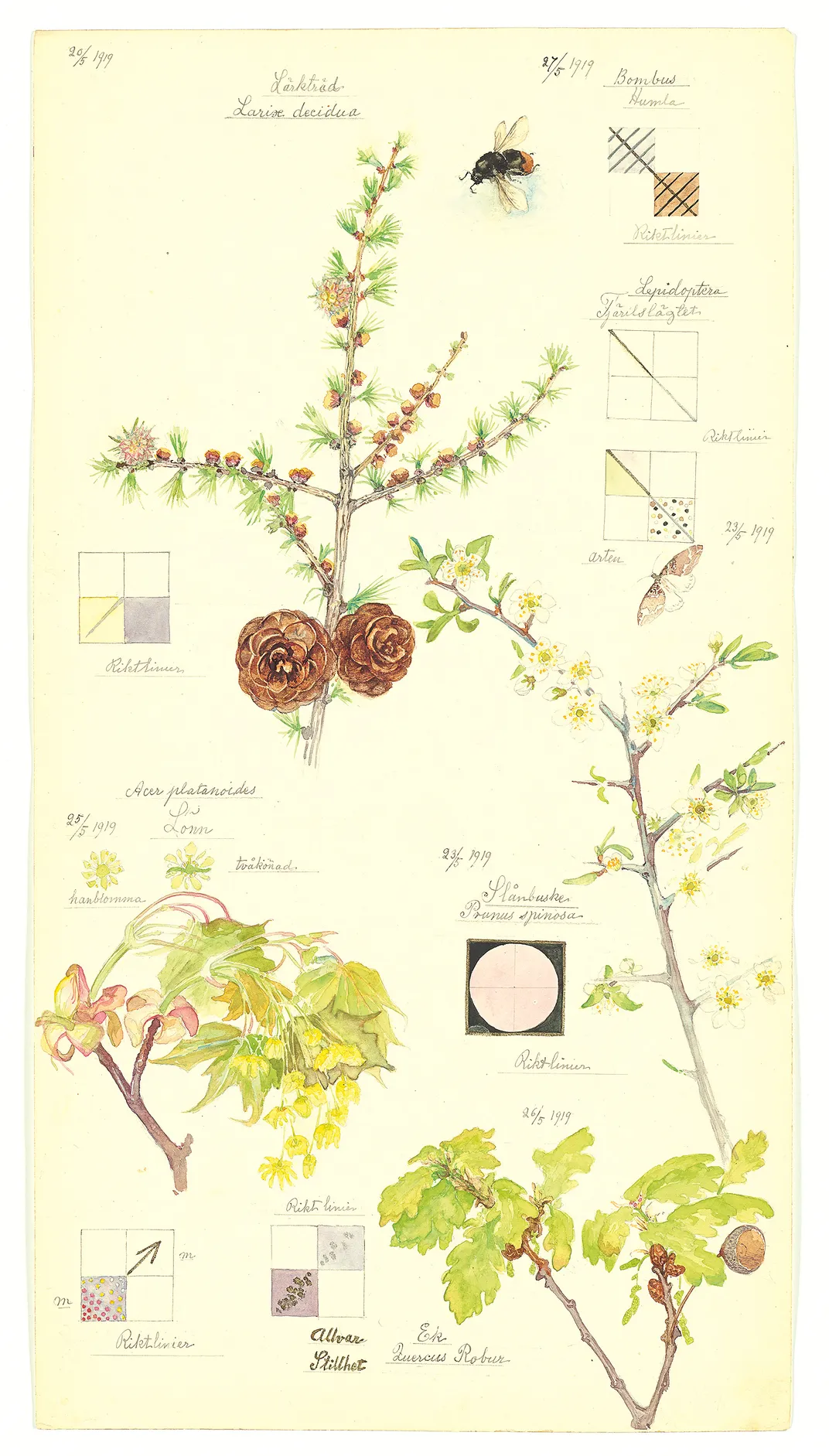 A 1919 nature study