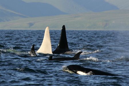 The rare all-white orca whale was spotted swimming with its pod.