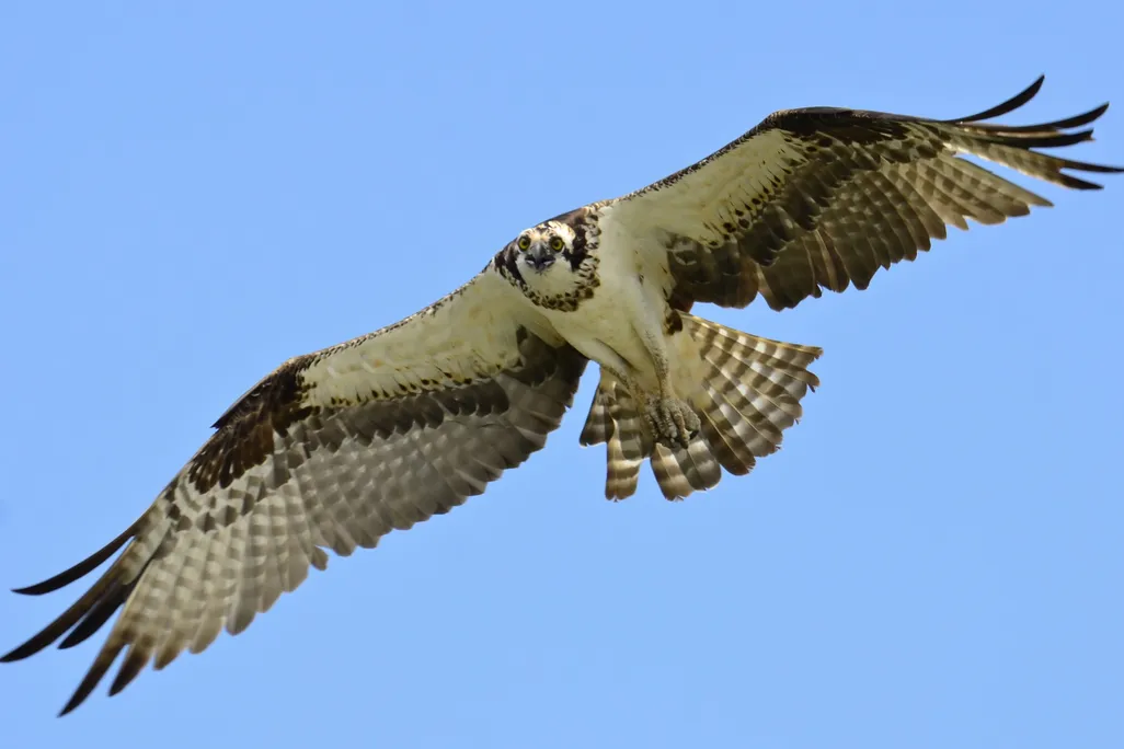 ospry.JPG