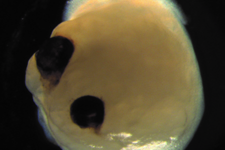 After the cells developed into mini-brains, the optic cups formed 30 days later and fully matured at 50 days.

