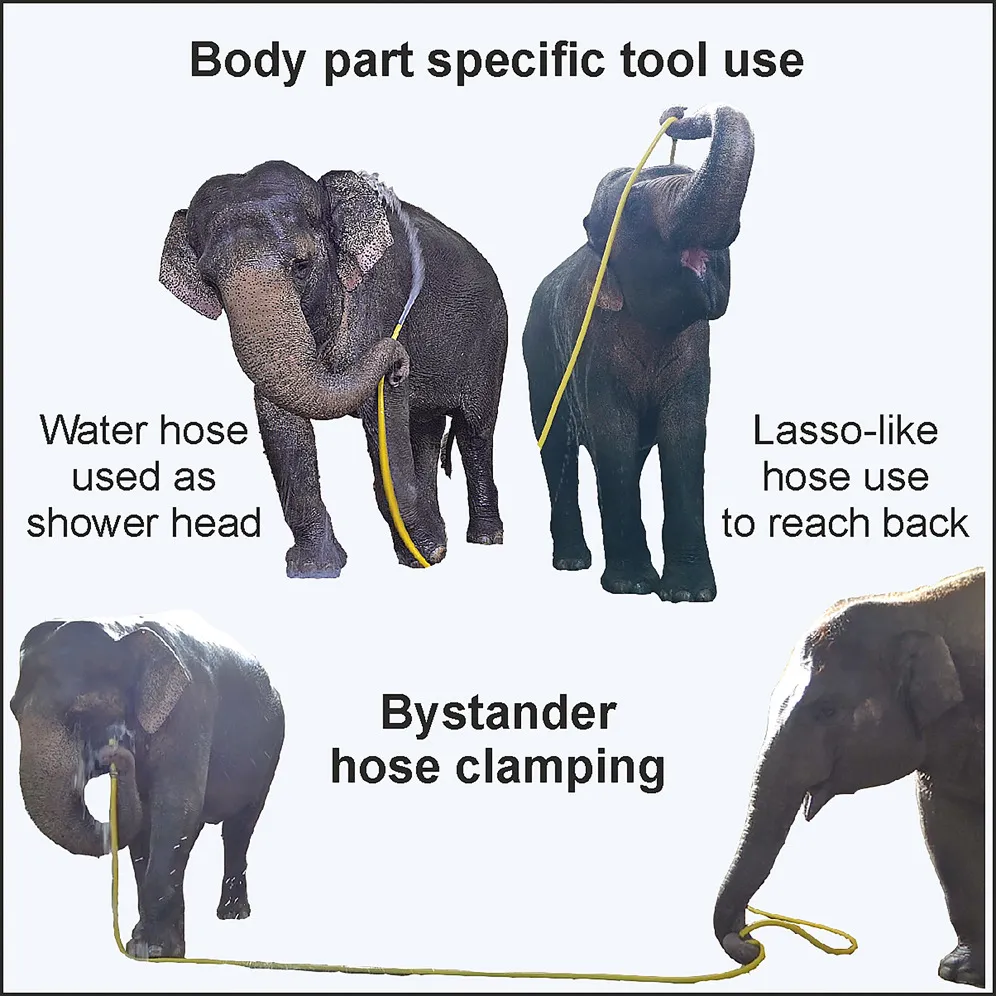 graphic showing elephant using hose to spray side of body, lassoing hose above its head to spray back, and another elephant clamping the hose with its trunk to shut off the water