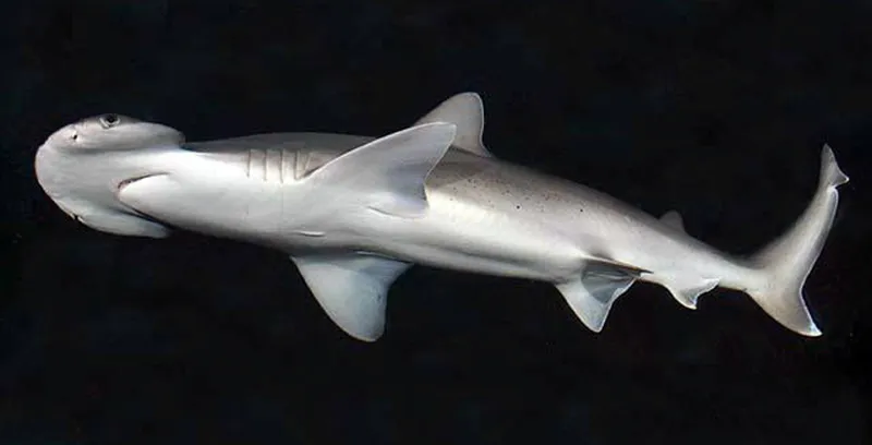Sphyrna_tiburo_SI.jpg