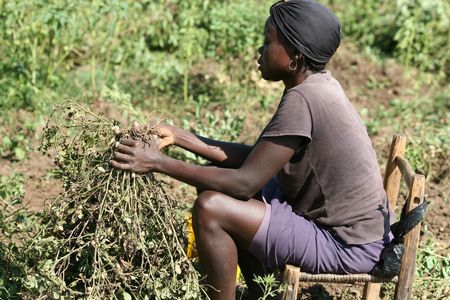 A Haitian woman collects peanuts in 2012.