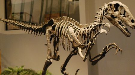 A reconstruction of Utahraptor at the Museum of Ancient Life. The Utahraptor #GRAWR joke has been the most popular of the lot so far.