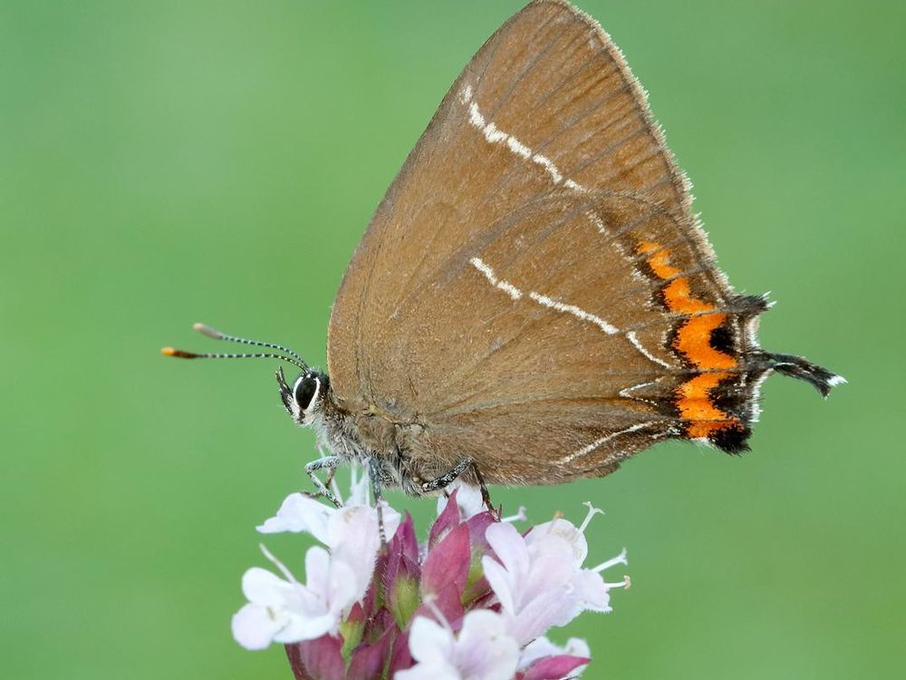 White-letter-Hairstreak_credit Iain H Leach.jpg