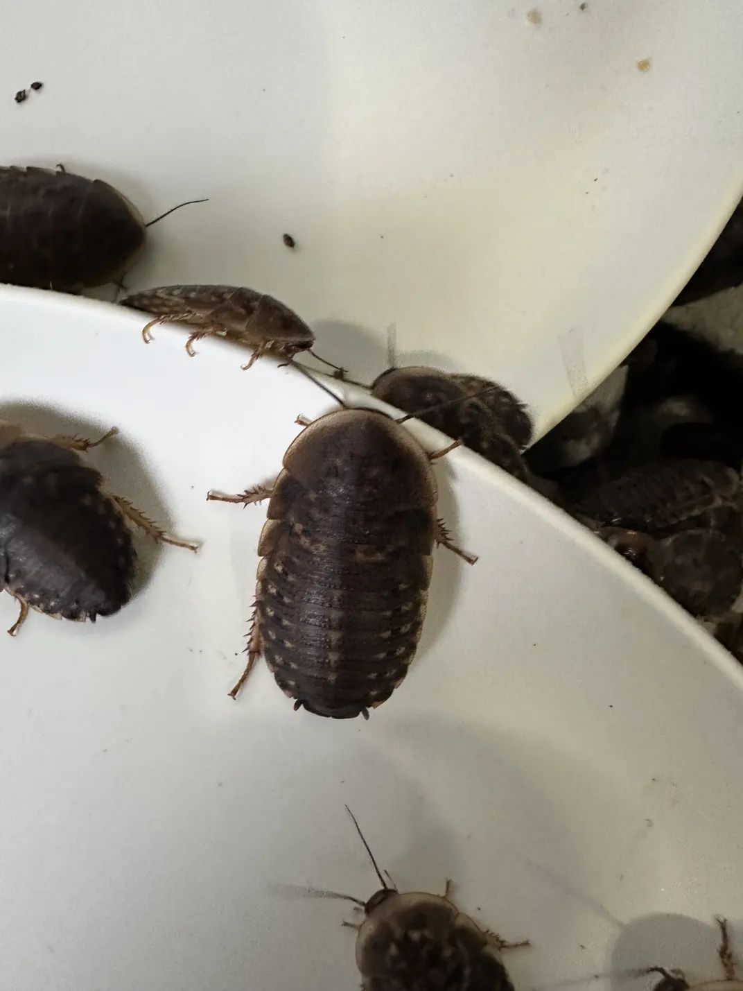 Black bugs crawling on a white surface