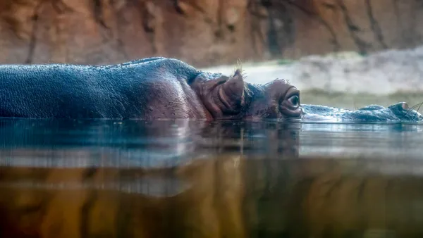 Hippo in Honolulu thumbnail