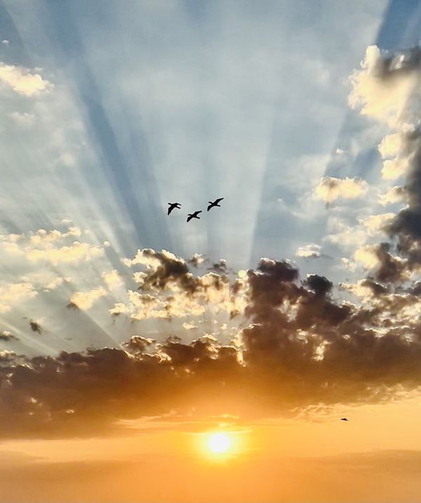 Sunrise illuminates the birds flight to the sky thumbnail