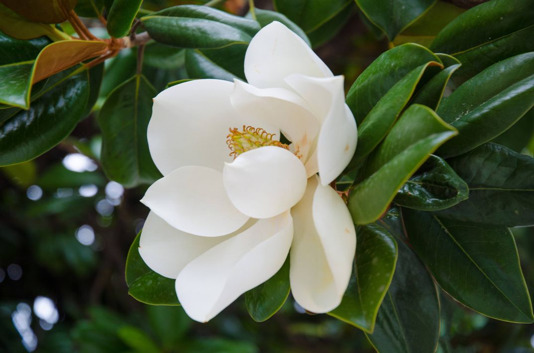 Magnolia | Smithsonian Photo Contest | Smithsonian Magazine