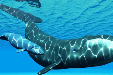 An illustration depicts a bowhead whale and its calf.