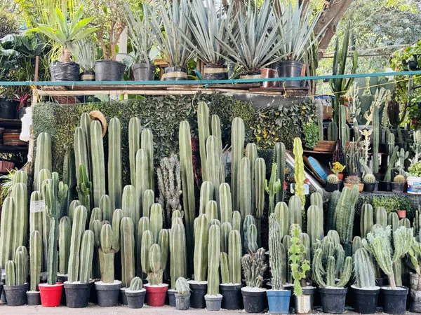 Mexican Fence Post Cacti. thumbnail