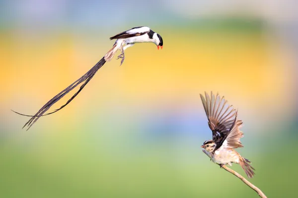 Courtship Dance thumbnail