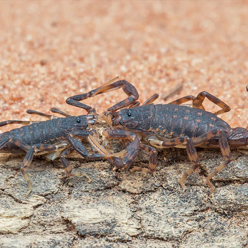 For Constipated Scorpions, Females Suffer Reproductively. Males, Not So  Much., Science