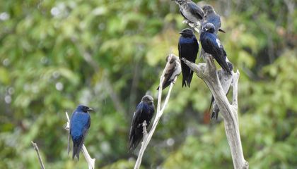 Why Are Purple Martins Declining in the United States?