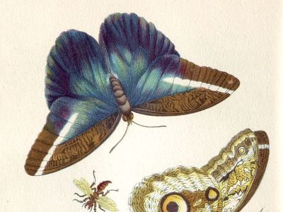 A plate from Metamorphosis insectorum Surinamensium
