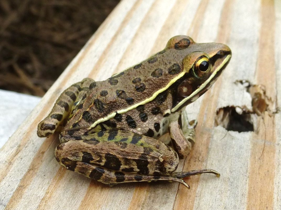 The Southern Leopard Frog