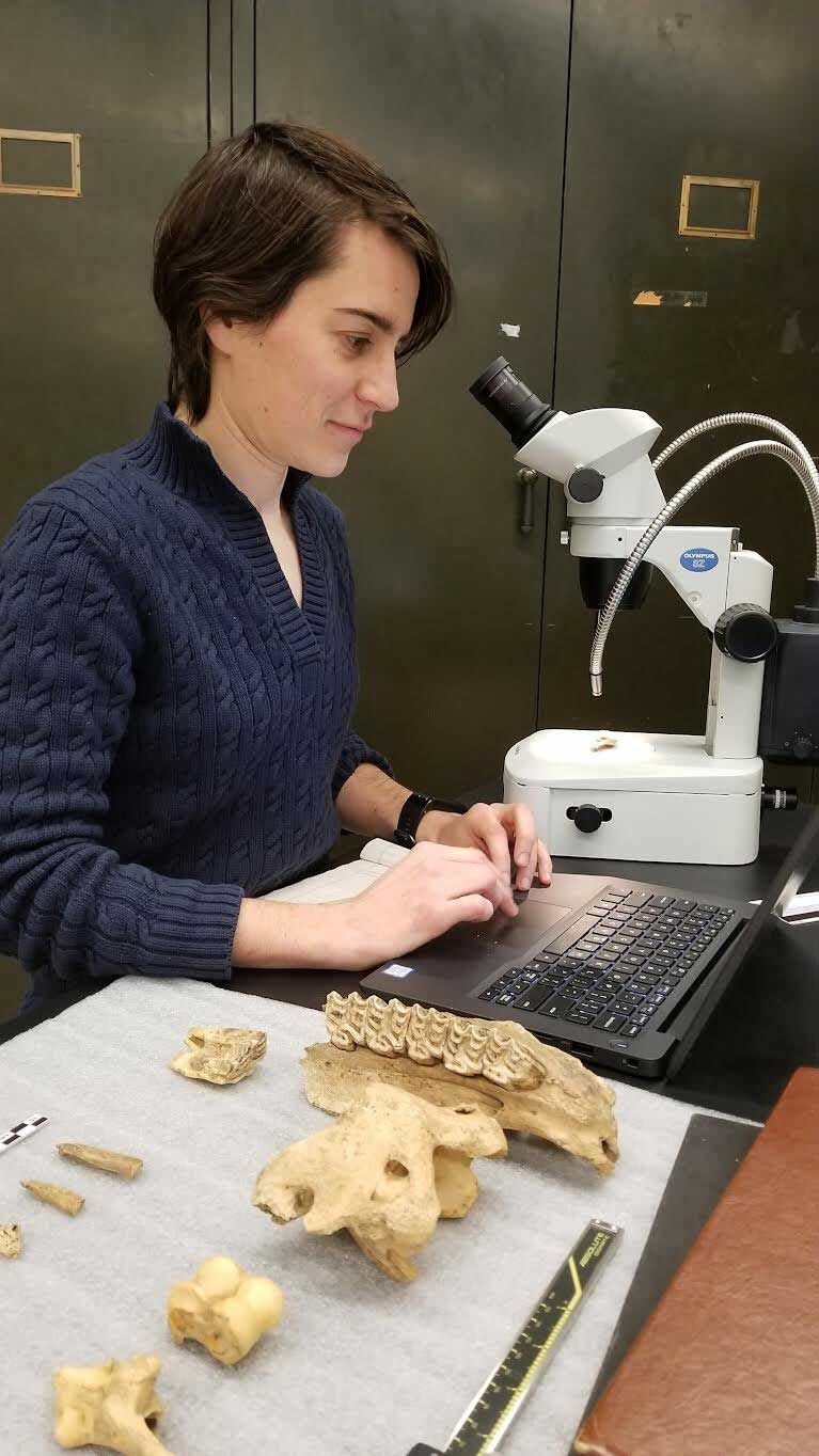 Científico examina huesos de la cueva Yukon