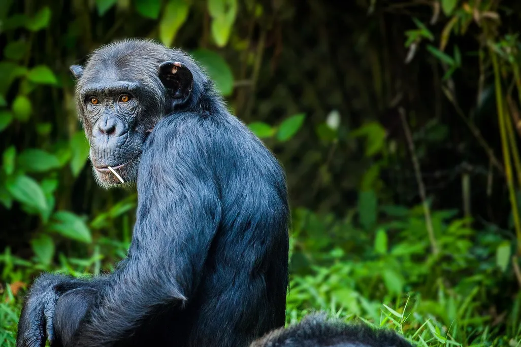 a chimp staring at the camera