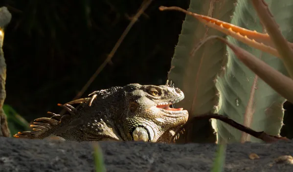 Angry Iguana thumbnail