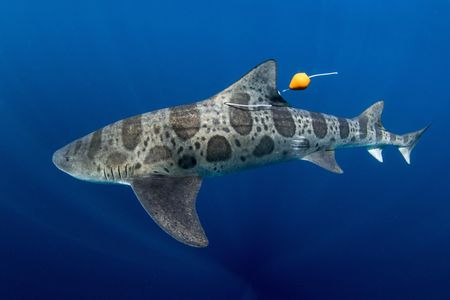 Follow your nose, leopard shark.
