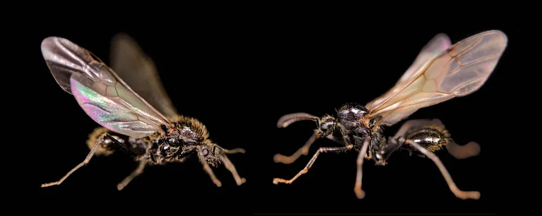 Ants facing each other with wings extended against black backdrop