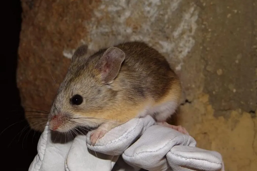 mouse on a glove