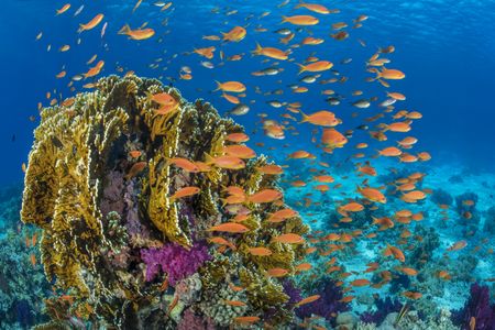 Orange scalefin anthias fish swarm in front of a fire coral in the Red Sea's Ras Mohammed Marine Park, Egypt. (Credit: Alex Mustard, Ocean Image Bank).