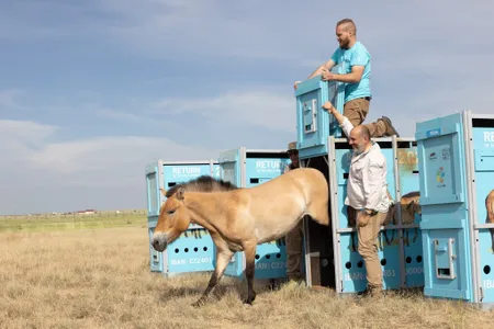 An endangered Przewalski&#39;s horse is released into the Altyn Dala &quot;Golden Steppe&quot; in central Kazakhstan.