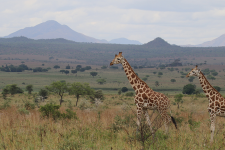 giraffe-nzcbi-michael-brown.png