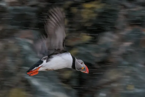 Flying Puffin thumbnail