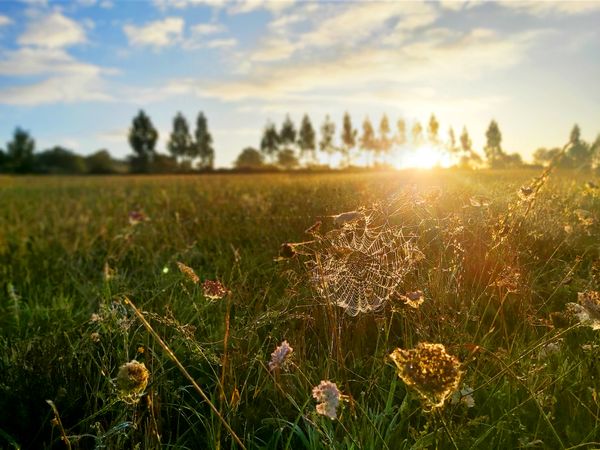 The sunrise behind a line of trees reflecting on a spider web and flowers in the fields of Galicia, Spain during a cycling trip on the Camino de Santiago de Compostela, Oct. 09, 2019.