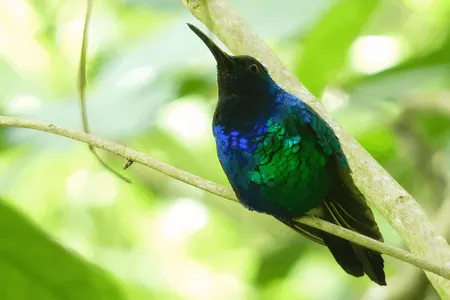 The Santa Marta sabrewing, a highly elusive bird, showed itself in 2022, in Colombia, giving hope to conservationists.