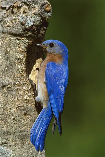 Blue Bird Feather Top