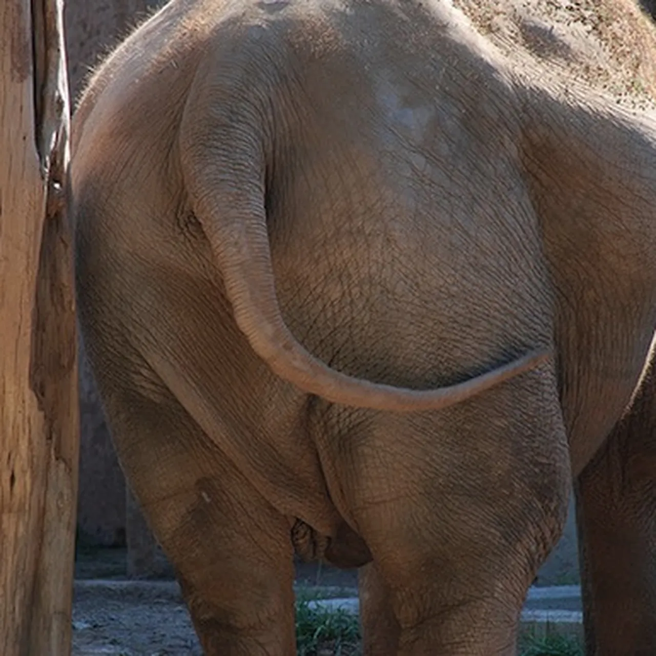 To Measure Elephant Obesity, One Researcher Assesses Pachydermal Butts