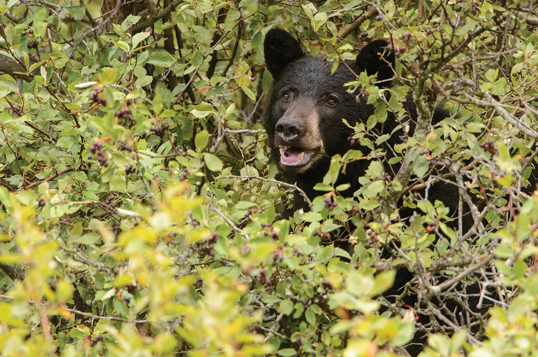 a black bear surrounded by green foliage