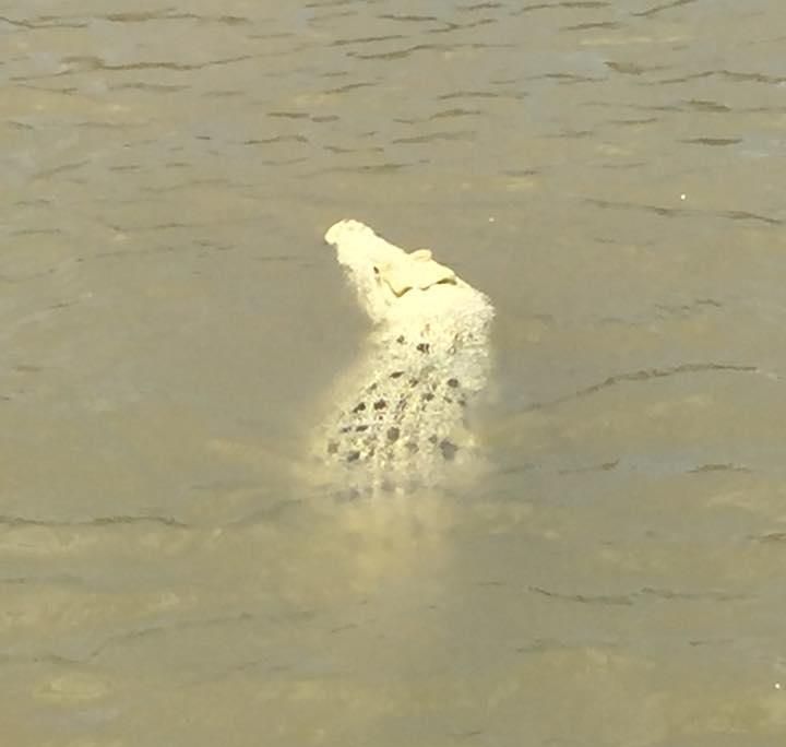 white croc2