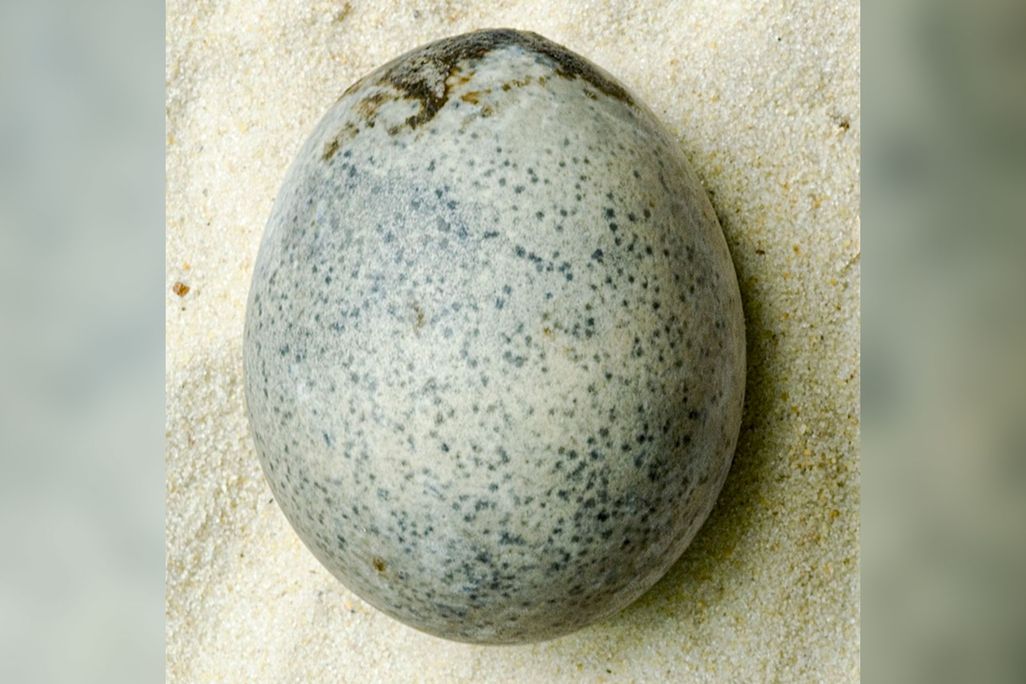 Egg