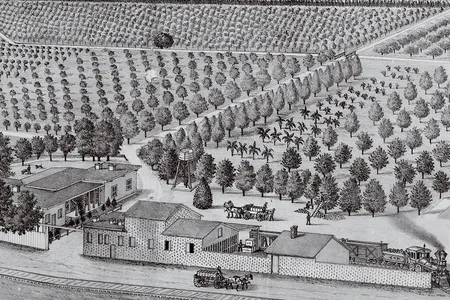 Orange and lemon groves as well as the residence of the citrus pioneer William Wolfskill, c. 1882.&nbsp;