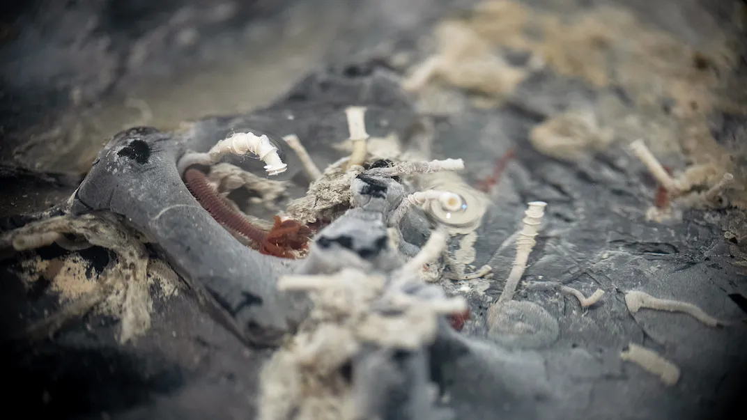rock crust sample with worms