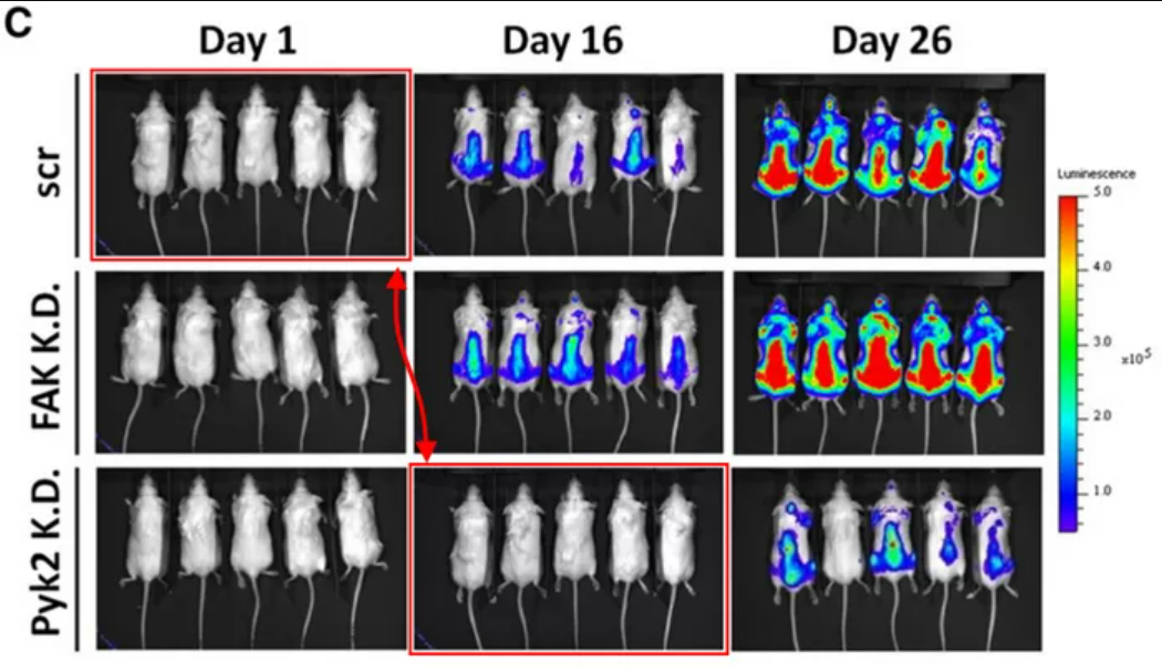 nine different views of mice, some with colors measuring luminescence. One image of mice on day one appears identical to one on day 16, which David has highlighted with arrows