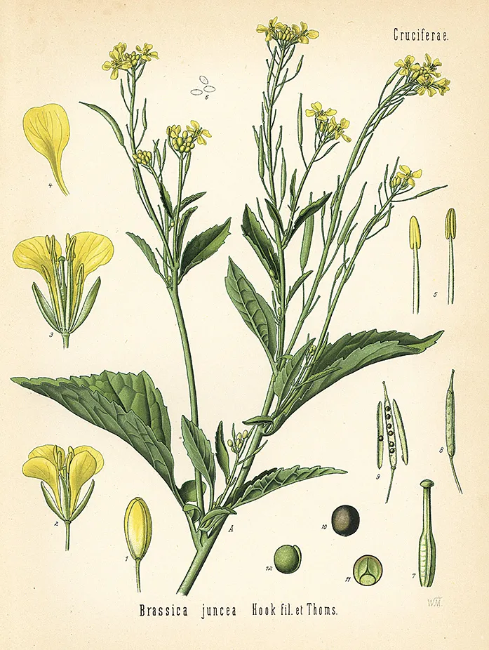 An illustration of a mustard plant